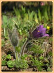 Die Küchenschelle ( Pulsatilla )