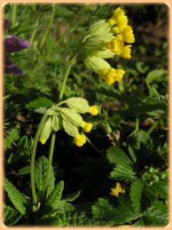 Die Schlüsselblume